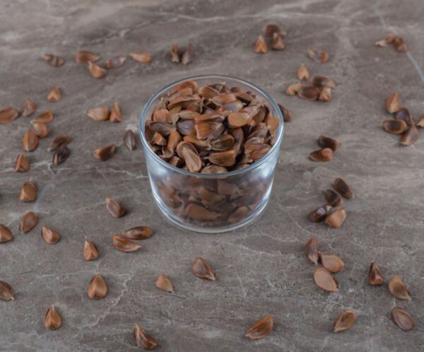 seeds Moringa Seeds 100g